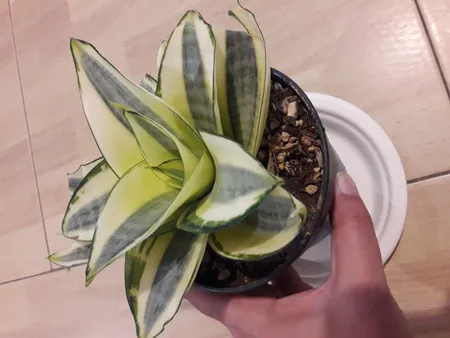 گیاه طبیعی سانسوریا هانی کد ls12