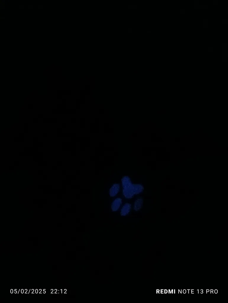 انگشتر زنانه برانت مدل شبتاب پنجه گربه