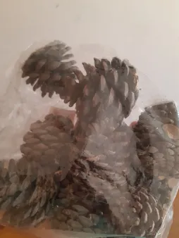 میوه تزیینی طرح کاج مدل C1 بسته 12 عددی