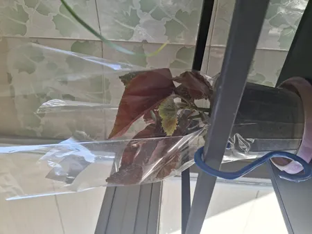 گیاه طبیعی بگونیا کد yt35