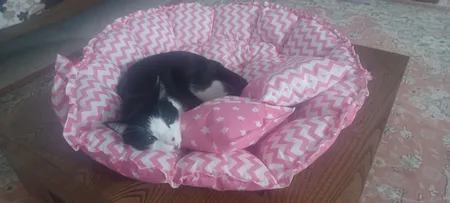 جای خواب سگ و گربه مدل star8