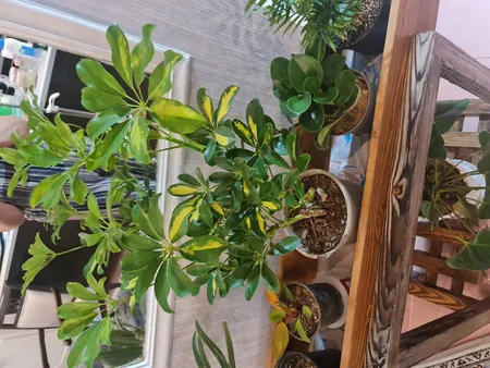 گیاه طبیعی شفلرا ابلق کد qq11