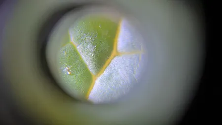 میکروسکوپ مدل 100x