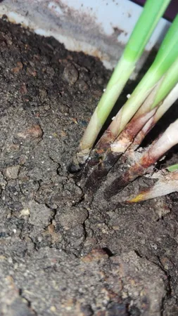 سم قارچ کش کاربندازیم مهر و ماه مدل S01 وزن 50 گرم