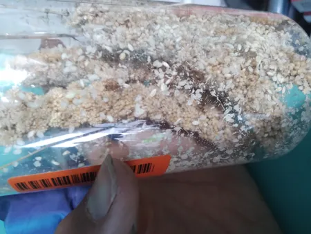 غذای پرنده مدل ارزن خوشه ای کد 20104 بسته 5 عددی