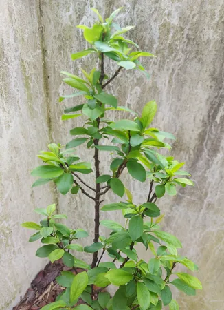 حشره کش سایپرمترین مهان مدل CP حجم 100 میلی لیتر