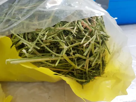 یونجه خشک خرگوش و خوکچه خرگوشک مدل A001 وزن 1000 گرم