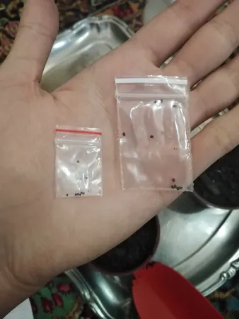 بذر گل حسن یوسف واولت رد سانیا سید مدل Velvet Red