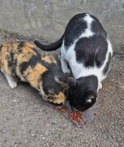 تجریه خرید غذای خشک گربه مفید مدل Poultry&Fish وزن 500 گرم