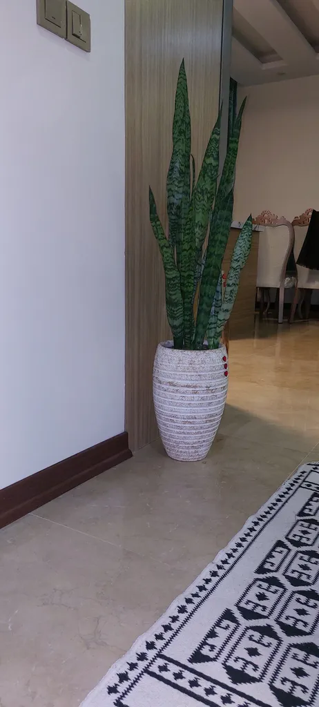 گیاه طبیعی سانسوریا کد AS-27