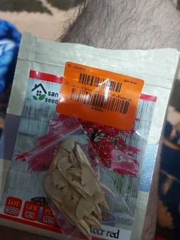 بذر بنسای افرا قرمز ژاپنی سانیا سید مدل S3