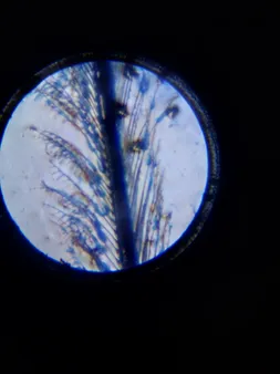 میکروسکوپ مدل 1200X