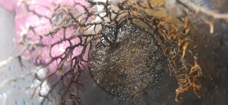 بذر پلنت آکواریوم مدل چمن ریز کوبایی