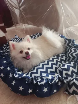 جای خواب سگ و گربه مدل mypet367