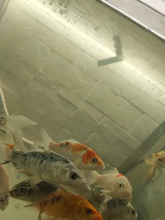 ذغال اکتیو مدل HD بسته 200 گرمی