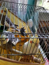 تجریه خرید سنگ کلسیم پرنده زوریچ کد 0112 وزن 80 گرم