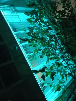 ریسه ال ای دی مدل As plus RGB44 key طول 5 متر