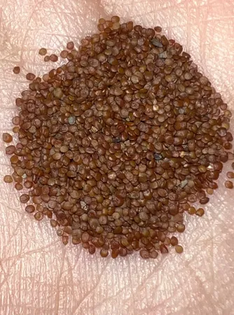 بذر پلنت آکواریوم مدل چمن ریز کوبایی