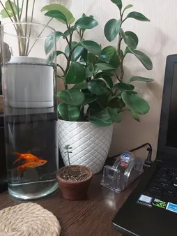 گلدان مدل 25