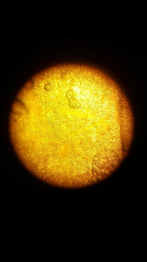 میکروسکوپ مدیک مدل MH-1200L