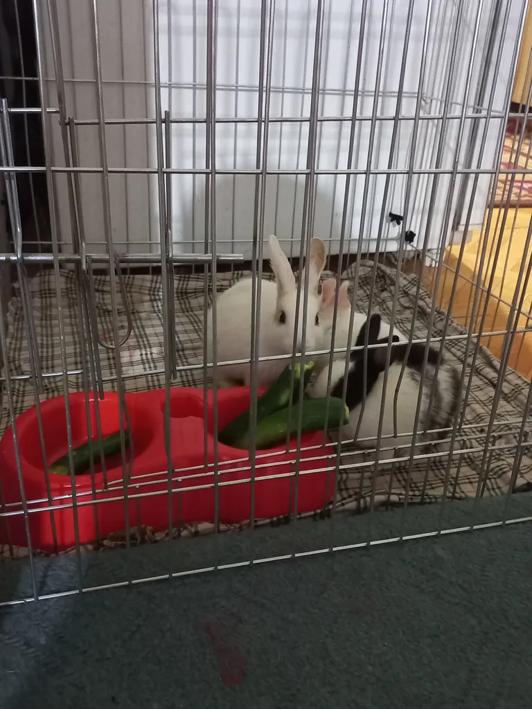 پارک سگ کد 01