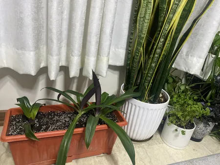 گلدان مدل پلاستیکی مستطیلی کد Sh46