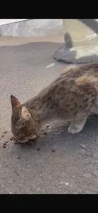 تجریه خرید غذای خشک گربه مفید مدل Chiken&Beef وزن 500 گرم