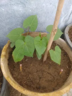 بذر گل نیلوفر رونده الوان گلبرگ پامچال کد GPF-093