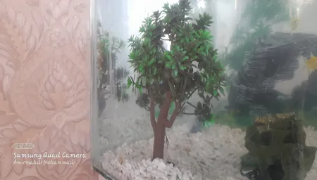 گیاه تزیینی آکواریوم مدل درختچه کد 1