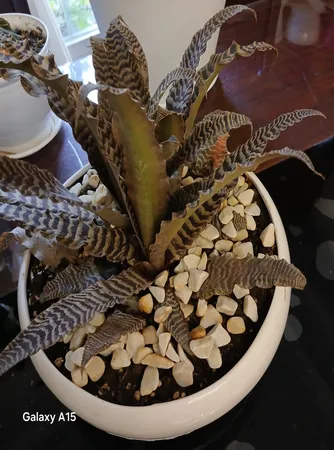 گیاه طبیعی کریپتانتوس مدل sh-2021