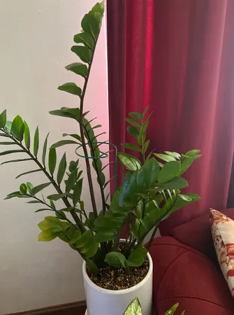 نگهدارنده گیاه مدل فلزی بسته چهار عددی