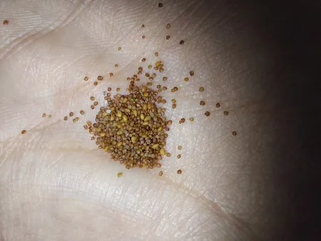 بذر پلنت آکواریوم مدل چمن ریز کوبایی