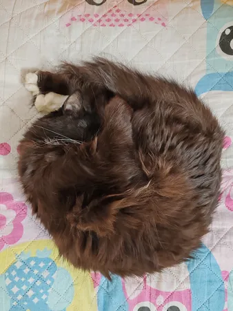 گوشی موبایل آنر مدل 90 دو سیم کارت ظرفیت 512 گیگابایت و رم 12 گیگابایت