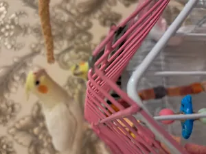 تجریه خرید غذای پرنده مدل ارزن خوشه ای کد 20104 بسته 5 عددی