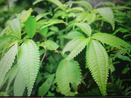 مانیتور 27 اینچ ال جی مدل 27MP400-B