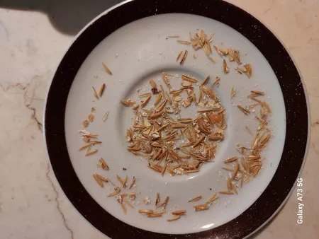 جودوسرپرک صبحانه فوری اعتماد - 1 کیلوگرم