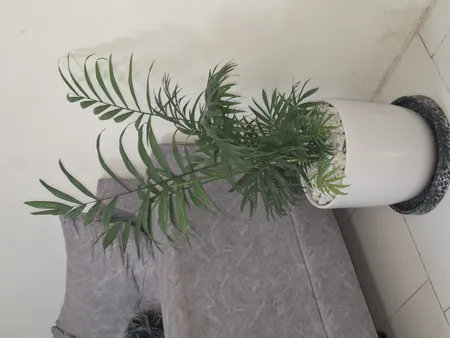 گل طبیعی شامادورا تافکو کد 2028