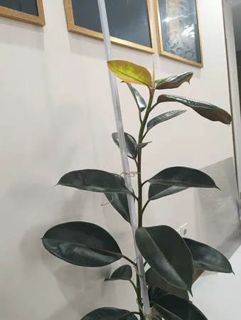 گل طبیعی فیکوس بلک  تافکو کد 1402