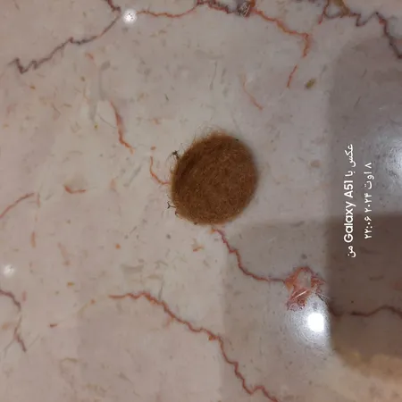 پد پایه مبل و صندلی پاسیفیک مدل R25  بسته 32 عددی