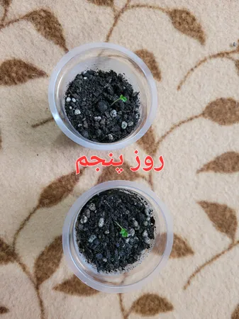 بذر گل سنگ رز سانیا سید مدل GS2