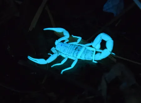 چراغ قوه دستی مدل UV 365nm filter