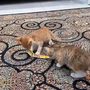 تجریه خرید تشویقی گربه مدل بستنی طعم ماهی بونیتو وزن 15 گرم