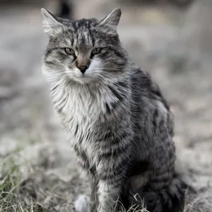 تجریه خرید غذای خشک گربه مفید مدل ADULT1400 وزن 2 کیلوگرم