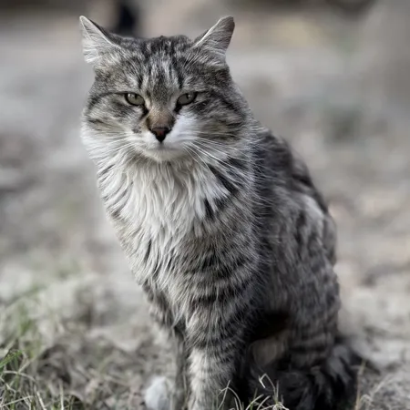 غذای خشک گربه مفید مدل ADULT1400 وزن 2 کیلوگرم