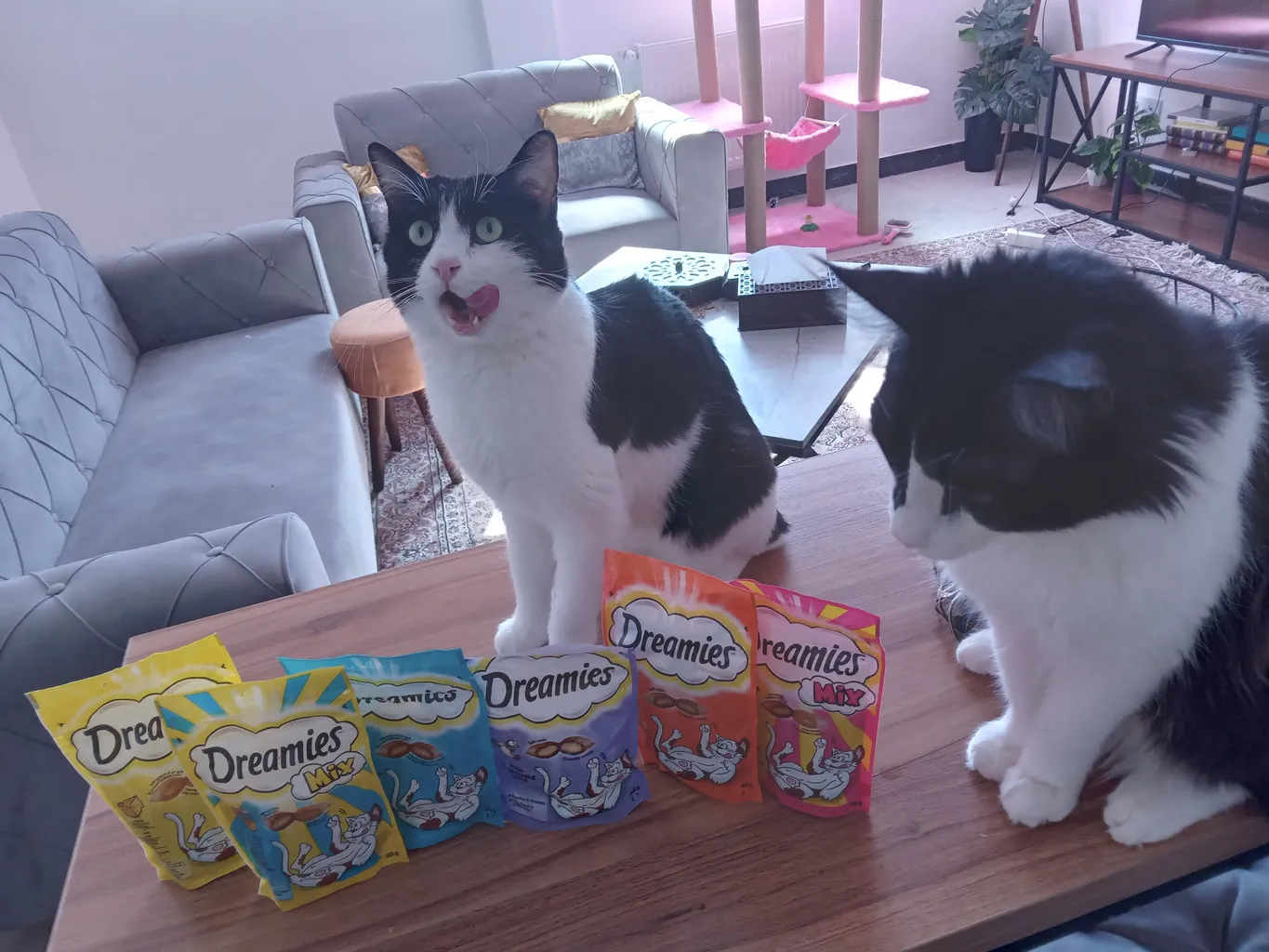 غذای تشویقی گربه دریمیز مدل 360 وزن 60 گرم مجموعه 6 عددی