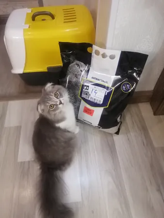 خاک بستر گربه میوکت مدل Carbon Activated Granule وزن ۱۰ کیلو گرم