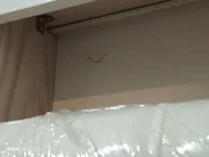 تجریه خرید تخت خواب دو نفره مدل شارلوت سایز 160×200 سانتی متر