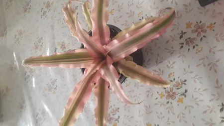 گیاه طبیعی کریپتانتوس مدل sh-2021