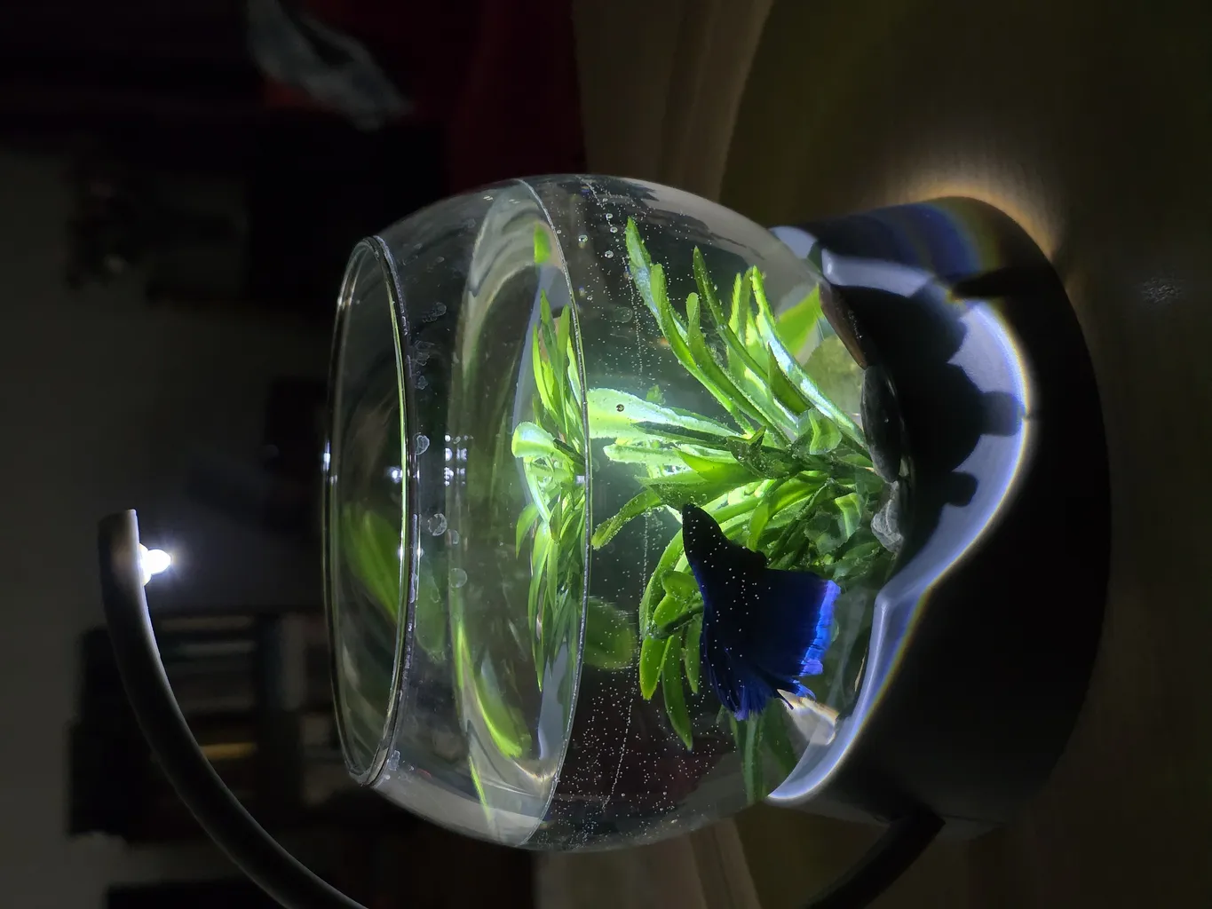 تنگ ماهی تترا مدل Betta BOWL