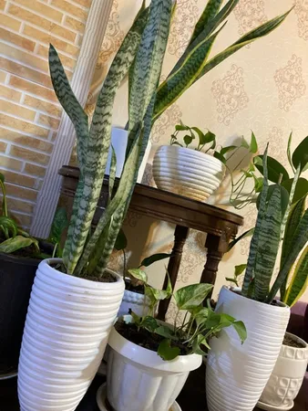 گیاه طبیعی سانسوریا سبز شمشیری کد AS-28